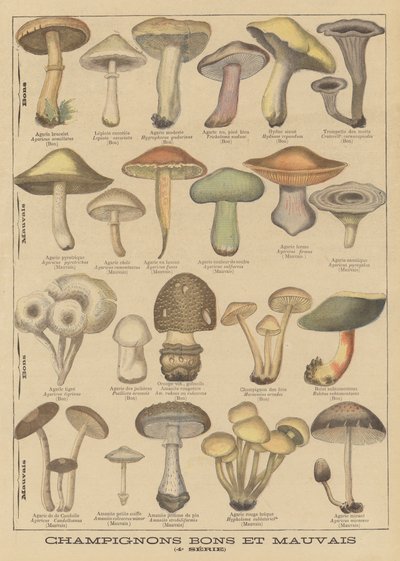 Edible and poisonous mushrooms by French School